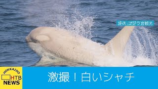 「白いシャチ」を激撮！北海道・知床の海で