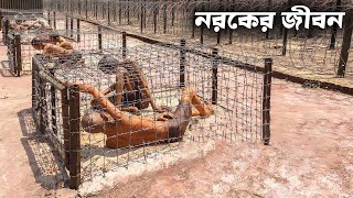 বিশ্বের সবচেয়ে বিপজ্জনক কারাগার, যেখানে আসামিরা নরকের মতো বাস করে | Dangerous Prisons in the World