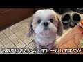 【がんこシーズー】散歩に行きたくて玄関前で居座る様子｜犬vlog