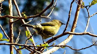 Bellbird / Korimako Feeding on Nectar - New Zealand Native Birds #4k #uhd #birds #birdsong