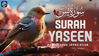 Surah Yasin ( Yaseen ) with Urdu Translation | Quran Tilawat Beautiful Voice | Hindi Tarjuma | EP212