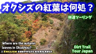 【林道ツーリング@オクシズ】 オクシズの紅葉は何処(いずこ)？/Where are the autumn leaves in Okushizu?(Dirt Trail Tour JPN)Vol.218