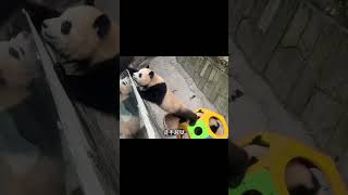 渝爱虫洞拽姐，大佬气质满分 #熊猫生活 #panda #大熊猫 #搞笑 #大橙子数据 #animals #cute