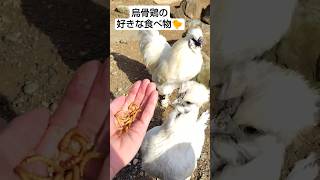 烏骨鶏の大好きな食べ物🐤食いつきが違う‼️2025年1月29日 #動物 #ペット #癒し