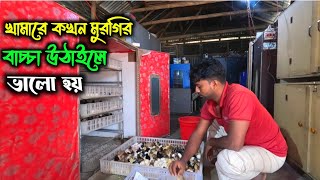 দেশি মুরগির বাচ্চা খামারে কখন উঠাইলে ভালো হয়। দেশি মুরগি পালন_পদ্ধতি