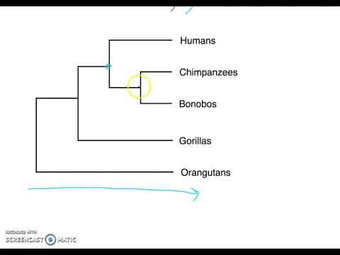 What do the branches and nodes in a phylogenetic tree show select the two answers that are correct?