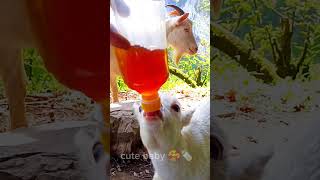 what 😲 this baby goat 🐐 drinking #youtubeshorts #funnyvideo #goat #shorts #short #shortsfeed #cute