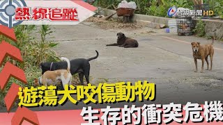 熱線追蹤-生存難題 遊蕩犬咬傷動物