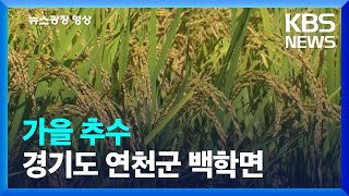 [뉴스광장 영상] 가을 추수 / KBS  2023.10.02.