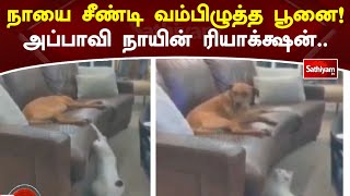 நாயை சீண்டி வம்பிழுத்த பூனை! அப்பாவி நாயின் ரியாக்க்ஷன் | Sathiyam News