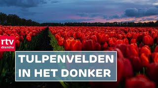 Verlichte tulpenvelden in Midden-Drenthe & groots onthaal FC Emmen na kampioenschap | Drenthe Nu