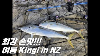 최강 손맛 !!! 여름부시리 in new zealand #newzealandfishing  #뉴질랜드낚시#kingfish  #부시리 #부시리빅게임 #fishing #낚시 #루어낚시