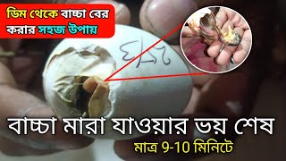 🥚 ডিম থেকে বাচ্চা বের করা | ডিম থেকে বাচ্চা ফুটানো | ডিম থেকে বাচ্চা বেড় করার সহজ উপায় #ByNuruddin