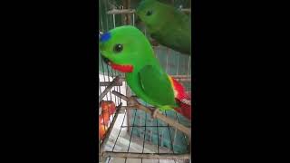 Denak Burung Serindit Dada Merah Blue Crowned Hanging Parrot Hd