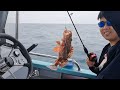 【香港艇釣精華】第80集 蒲台島宋崗釣魚魚獲vlog｜1斤細鱗｜雞魚｜肥石崇｜池魚｜石狗公｜斑類｜29 04 2023 釣魚 香港釣魚 蒲台島釣魚 蒲台島 宋崗