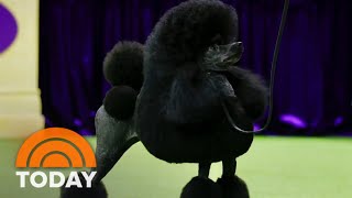 Miniature poodle crowned top dog at 2024 Westminster Dog Show