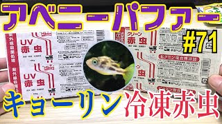 【アベニーパファー】71 キョーリン冷凍赤虫紹介Dwarf pufferfish