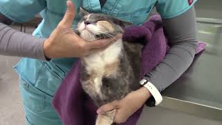 Feline Restraint for Jugular Venipuncture
