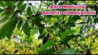 Health benefits of Manjanathi | மஞ்சணத்தி (நுணா) மருத்துவ பயன்கள் | Morinda coreia - Indian Mulberry