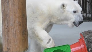 しろくまピース2個のコーンに嬉しそう♪とべ動物園にて