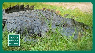 PBS Trailer - Gator Guardians, Hunting Las Palomas \u0026 Mattox Prairie Farm