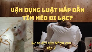 VẬN DỤNG LUẬT HẤP DẪN TÌM MÈO ĐI LẠC. Sự ra đời chú mèo hoang Nhợn con.#cat #pets   TẬP 02