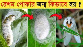 এই পোকাই মৃত্যুর পরে লাখ টাকার কাপর হয় || রেশম পোকার জীবনচক্র | Silkworm Life Cycle Video