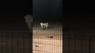 😂 Sweet Sheep tries to play with big dogs #shorts #pets #funny