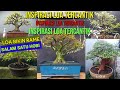 Inspirasi Bonsai Loa Tercantik #15@BaliBonsai @blipandeads