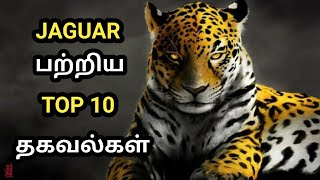 Jaguar facts in tamil | JAGUAR பற்றிய மிரட்டலான தகவல்கள்