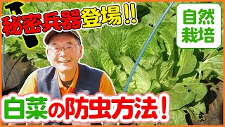 【栽培生活】無農薬栽培の白菜（ミニハクサイ）の管理方法・防虫方法を徹底解説！秘密兵器登場!?【シェア畑】