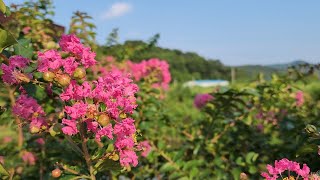 배룡나무 삽목 취목 번식