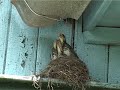 fieldfare turdus pilaris nest part 2