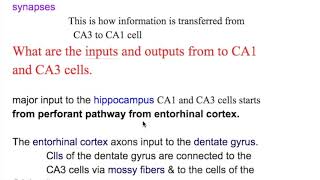 Schaffer collateral axon, CA1 and CA3 cells