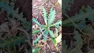 Welted thistle medicinal herbs plant Use for medicine #Pineconya plants