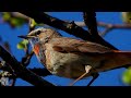 bluethroat singing blåstrupe Варакушка gorgebleue à miroir chant blauwborst bird song relaxing p1000