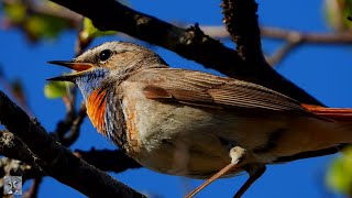 Bluethroat singing,Blåstrupe,Варакушка,Gorgebleue à miroir chant,Blauwborst,bird song relaxing,p1000