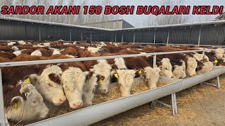 SARDOR AKANI 150 BOSH YANGI PARTIYA BUQALAR KELDI 🫵👍💯