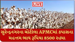 Mandi : સુરેન્દ્રનગરના ચોટીલા APMCમાં કપાસના મહત્તમ ભાવ રૂપિયા 8500 રહ્યા |  APMC |  #TV9D