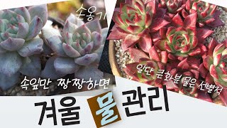 겨울 다육 물관리 (속잎 체크. 화분에 크기. 바람. 화분종류 )