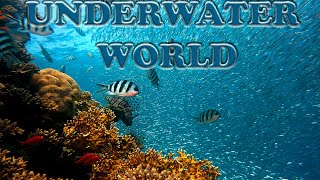 🔴Underwater world 🔴Relaxing Music - Ambient Nature Relaxation video
