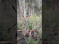 Banana spider aka Golden silk orb weaver #shorts #viral #spider #insects #florida