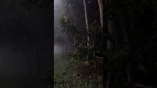 শীতের সকাল। Winter morning. #winter #snow #foggy #shortvideo #winteriscoming