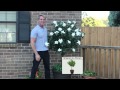 Cottage Farms Double Blooming Gardenia Patio Tree with Dan Wheeler