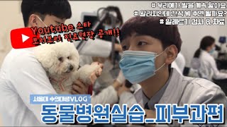 [동물병원실습🐶 EP.10] ✨유튜브 스타 진료과정 전격공개✨ 알러지인 우리 아이 어떻게 해야할까요?/ 동물병원실습_피부과편 / [서울대학교 수의대생 VLOG]