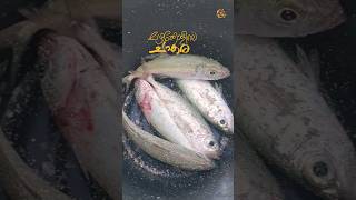 അയല ചാകര 🙄!#fishingvideo#islandlife#entertainment #fish#hanimaadhoo#maldives