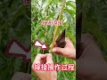 倒t形芽接（嫁接）全過程，嫁接新手快來學習學習 the whole process of inverted t shaped budding grafting