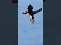 atlantic puffin off the coast of maine