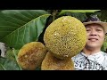 A Unique Tropical Fruit from Borneo. Also know as BUAH TARAP in Malaysia #buahtarap#tropicalfruit