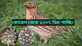 কোয়েল পাখি থেকে ১০০% ডিম পাচ্ছি।  আলহামদুলিল্লাহ!